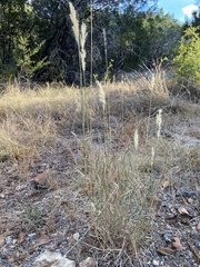 Bothriochloa longipaniculata