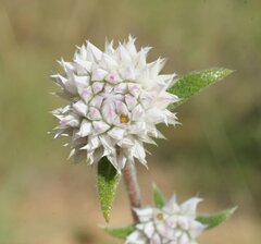 Gomphrena leptoclada