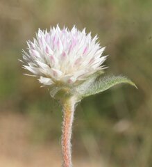 Gomphrena leptoclada