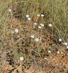 Gomphrena leptoclada