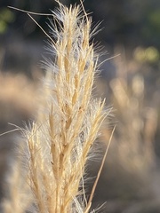 Bothriochloa longipaniculata