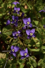 Veronica copelandii