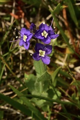 Veronica copelandii