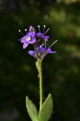 Veronica copelandii