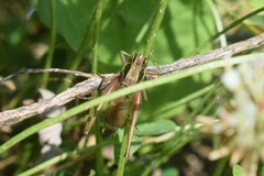 Roeseliana roeselii