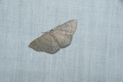 Scopula mecysma
