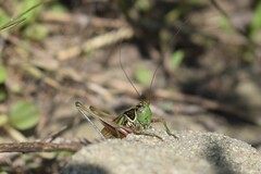 Roeseliana roeselii