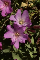 Epilobium siskiyouense