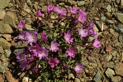 Epilobium siskiyouense
