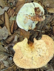 Hypomyces completus