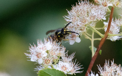 Dolichovespula norvegicoides