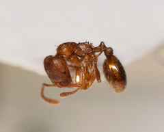 Stenamma punctatoventre