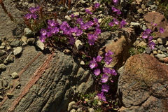 Epilobium siskiyouense