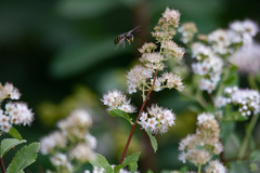 Dolichovespula norvegicoides