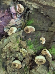 Lycoperdon subincarnatum