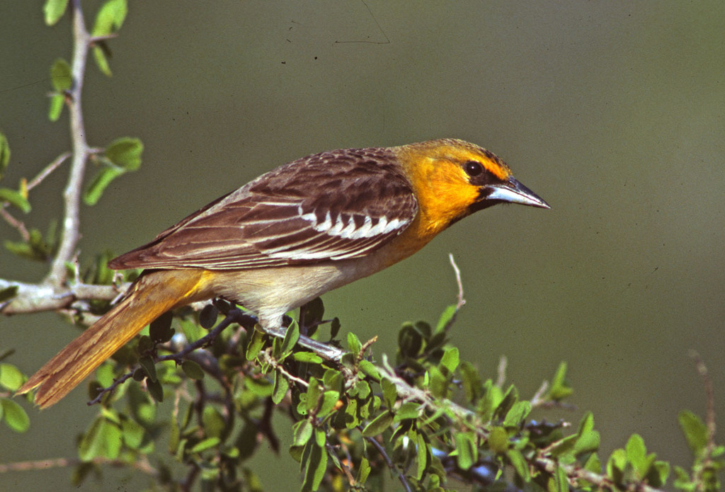 Bullock's Oriole (Birds of Wild Basin) · iNaturalist