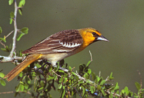Bullock's Oriole, photo 3 of 9
