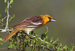 Bullock's Oriole photo 4