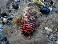 Turrilatirus turritus