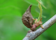 Amphibolips tinctoriae