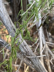 Metastelma barbigerum