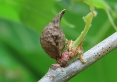 Amphibolips tinctoriae