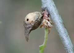 Amphibolips tinctoriae