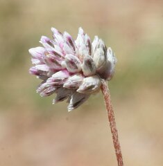 Gomphrena connata