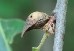 Amphibolips tinctoriae