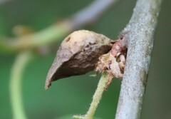 Amphibolips tinctoriae