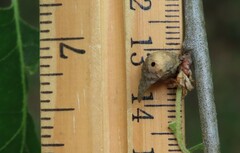 Amphibolips tinctoriae