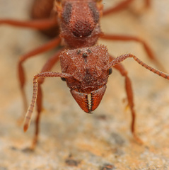 Trachymyrmex pomonae
