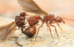 Trachymyrmex pomonae