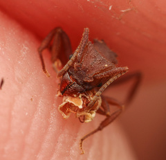 Trachymyrmex pomonae