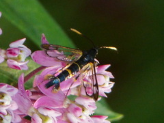 Synanthedon pyri