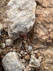 Pogonomyrmex bicolor