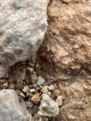 Pogonomyrmex bicolor