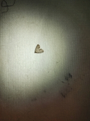 Dyspyralis puncticosta