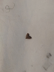 Dyspyralis puncticosta