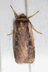 Ochropleura
