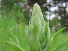 Digitalis lanata