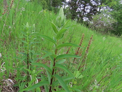 Digitalis lanata