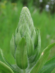 Digitalis lanata