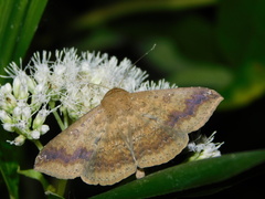 Ericeia inangulata