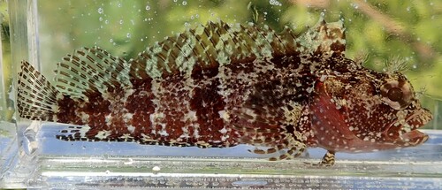 Dons-slijmvis (Gobioclinus kalisherae) — Labrisomidae — 4
