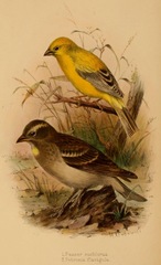 Arabian Golden Sparrow photo 5