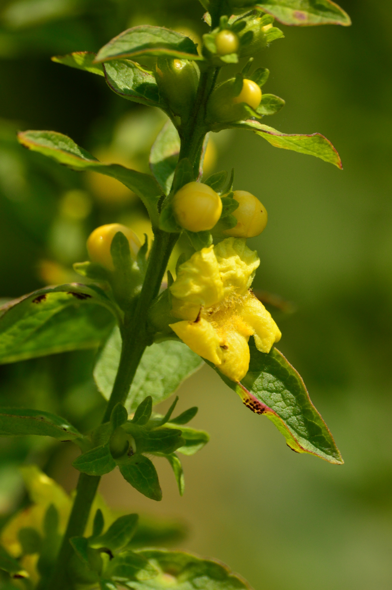 Dasistoma macrophylla