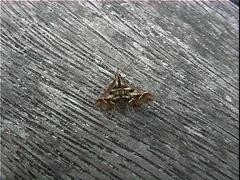 Diasemia grammalis