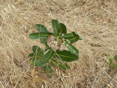 Asclepias eriocarpa