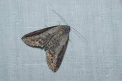 Lophoptera squammigera